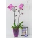 Vazonas-orchidėjoms-OSK-09-PS