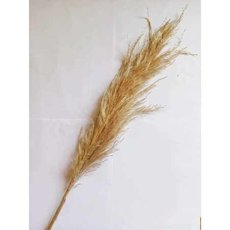 Pampas žolė L , rusvos spalvos, 130 cm