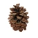 Pine cones, 10-15 cm