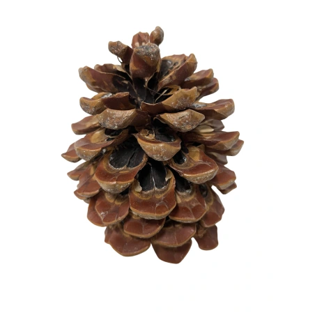 Pine cones, 10-15 cm