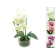 Artificial orchid in a glass pot, 33 cm