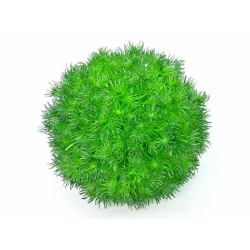 Green ball