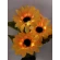 Solar-powered rechargeable lamp "Sunflowers", 75 cm