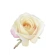 Artificial rose flowers, 1 pack - 12 pcs., vanilla-green-pink color