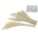 Dried Date Palm Branch, 25-45 cm, 1 pack. - 6 pcs.