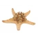Decorative Starfish, 18-22 cm