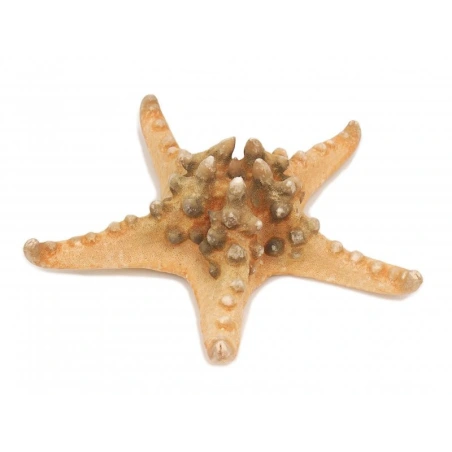 Decorative Starfish, 18-22 cm