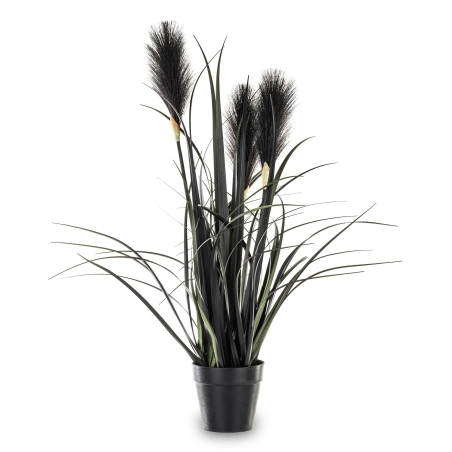 Decorative plant - sandalwood in a pot, 55×50×40 cm