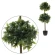 Bay tree, 120 cm