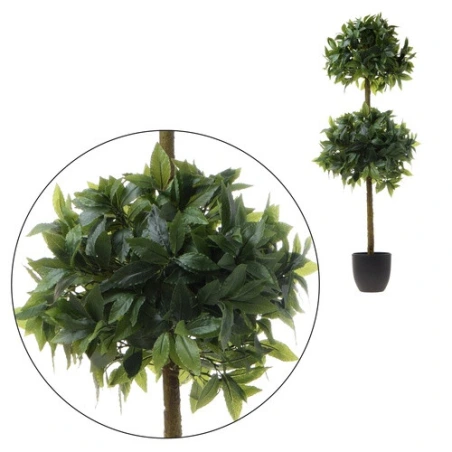 Bay tree, 120 cm