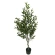 Olive tree 135 cm