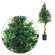 Podocarpus tree, 137 cm