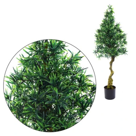 Podocarpus tree, 137 cm