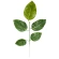 Artificial magnolia leaf