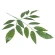 Artificial mango leaf, 70×55 cm