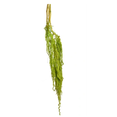 Amaranth, 100 cm, green, 1 pack - 5 pcs.