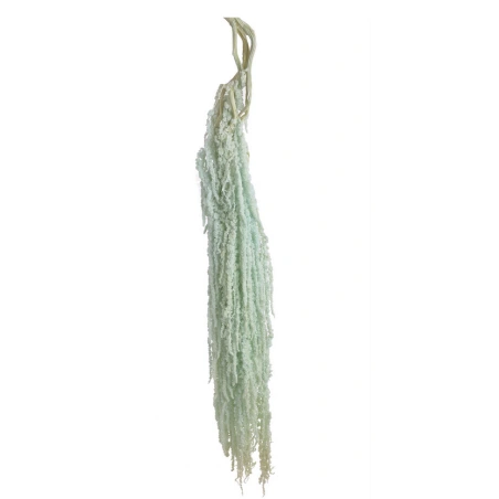 Amaranth, 100 cm, light blue, 1 pack - 5 pcs.