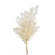 Myriocladus, 55-70 cm, white