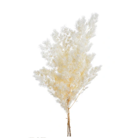 Myriocladus, 55-70 cm, white