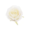 Artificial rose flowers, Ø 8 cm, cream color, 1 pack - 12 pcs.