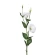 Dirbtinė eustoma, 75 cm, baltos spalvos