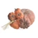Pumpkins, Ø 7.5-23 cm, H 6.5-14 cm, 1 pack - 7 pcs.