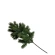 Spruce branch, 46 cm