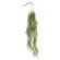 Kabantis smidras (Asparagus), 100 cm