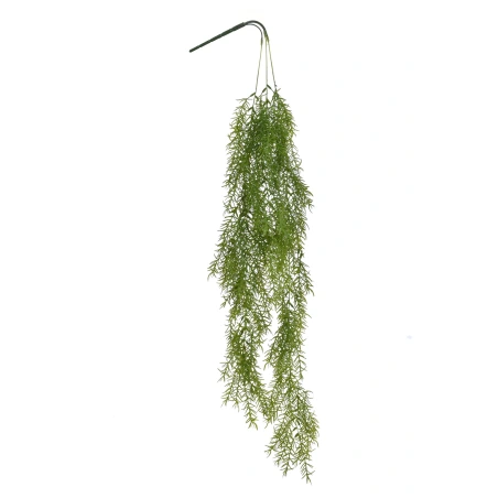 Kabantis smidras (Asparagus), 100 cm