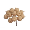 Candied Apples, Golden Color, 1 bunch - 12 pcs.