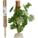 PLANT STICK COCONUT H50CM