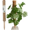 PLANT STICK COCONUT H50CM