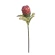 Protea, 75 cm, sarkanmelna