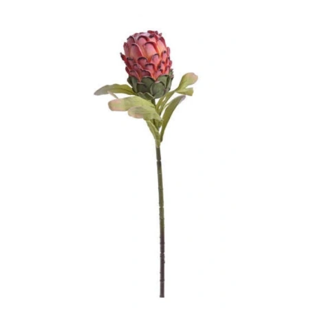 Protea, 75 cm, sarkanmelna