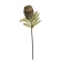 Protea, 75 cm, zaļi melna