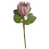 Protea, mākslīgais augs, 67 cm, pelnu rozā krāsā