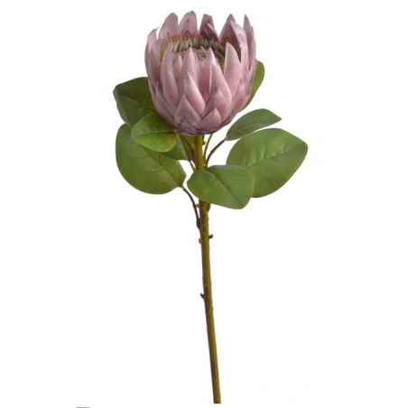 Protea, mākslīgais augs, 67 cm, pelnu rozā krāsā