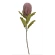 Banksia, mākslīgais augs, 65 cm, rozā
