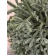 Fir Branches, 5 kg