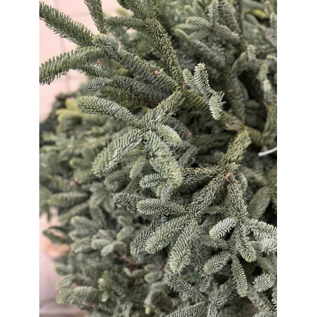Fir Branches, 5 kg