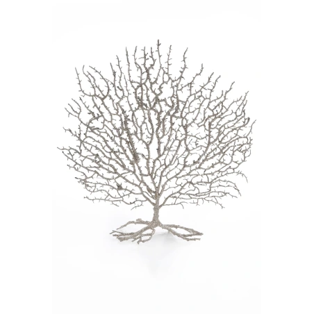 Lucky Coral Tree, 42 cm, Champagne