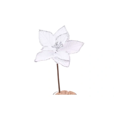 Puansetija, Ø 15 m, ant kotelio, baltos spalvos