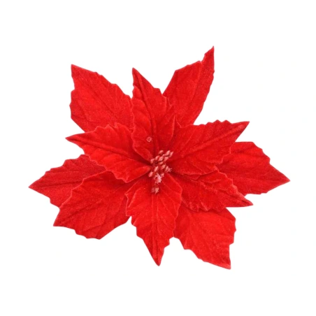 Magnolia, Velvety, Red, 15 cm