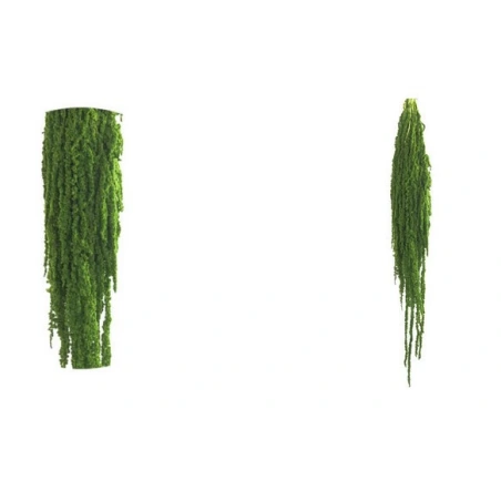 Amaranthus Vert Citron, 40 - 70 cm, ~150 g