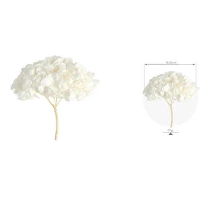 Stabilized Hydrangea, 15×20 cm, White