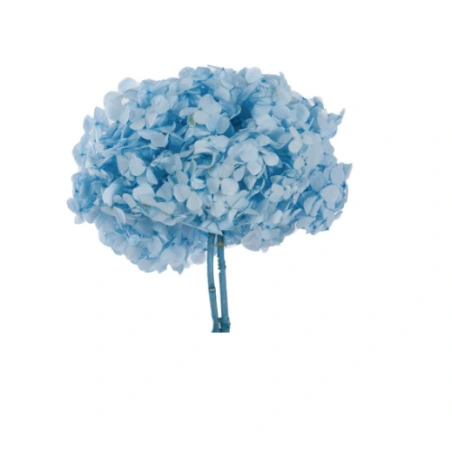 Stabilized Hydrangea, 15×20 cm, Light Blue