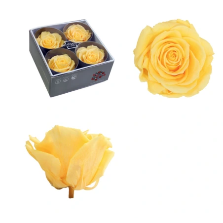 Stabilizēts rozes pumpurs, 6,5×8,5 cm, dzeltens