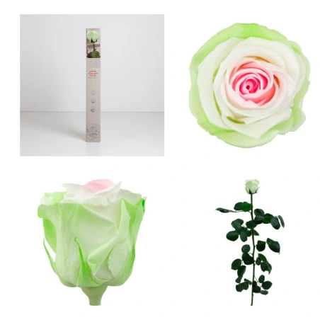 Stabilizēta trīskrāsu roze, 5-5,5 cm, h-54 cm