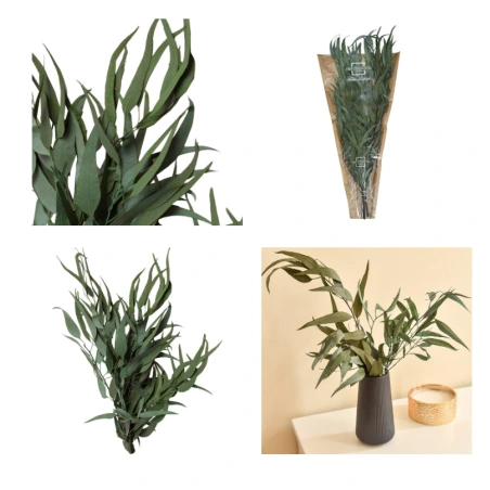 Eukaliptas „Pendula green“, 40-80 cm