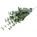 Artificial Eucalyptus Branch, 100 cm